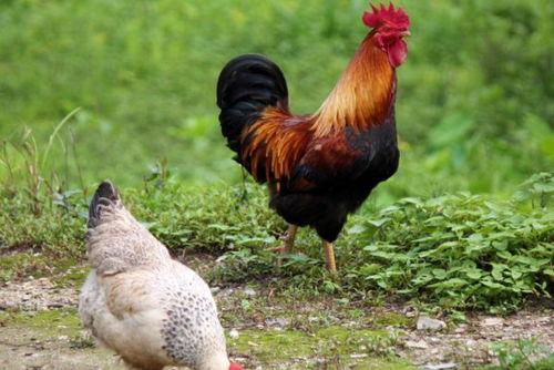 国产老鸡露脸视频,揭秘神秘幕后故事  第3张