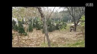 国产真实野战在线视频,还原战场真实，展现军人风采  第3张